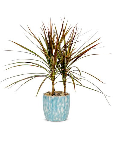 Dracaena Marginata in a Designer Ceramic Pot